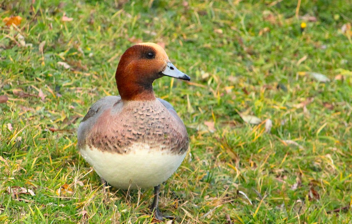 Eurasian Wigeon - ML645467690