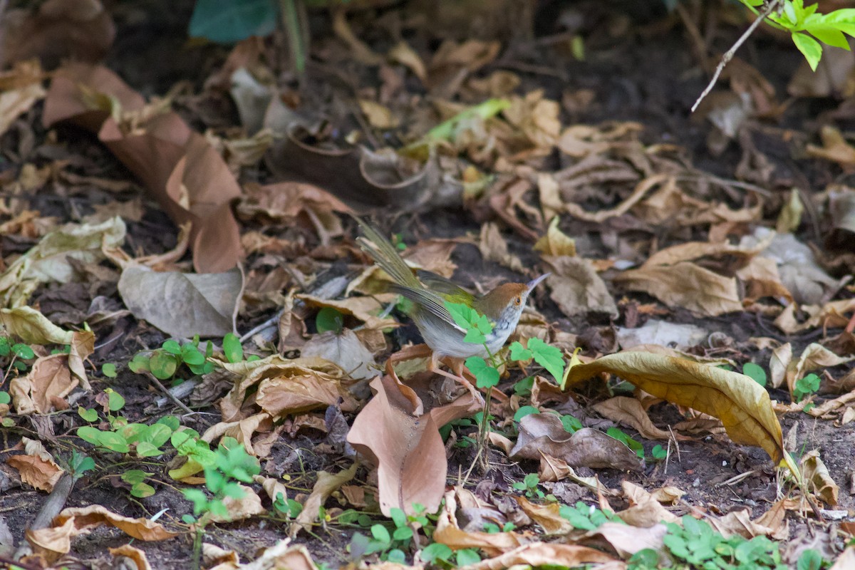 Common Tailorbird - ML645467691