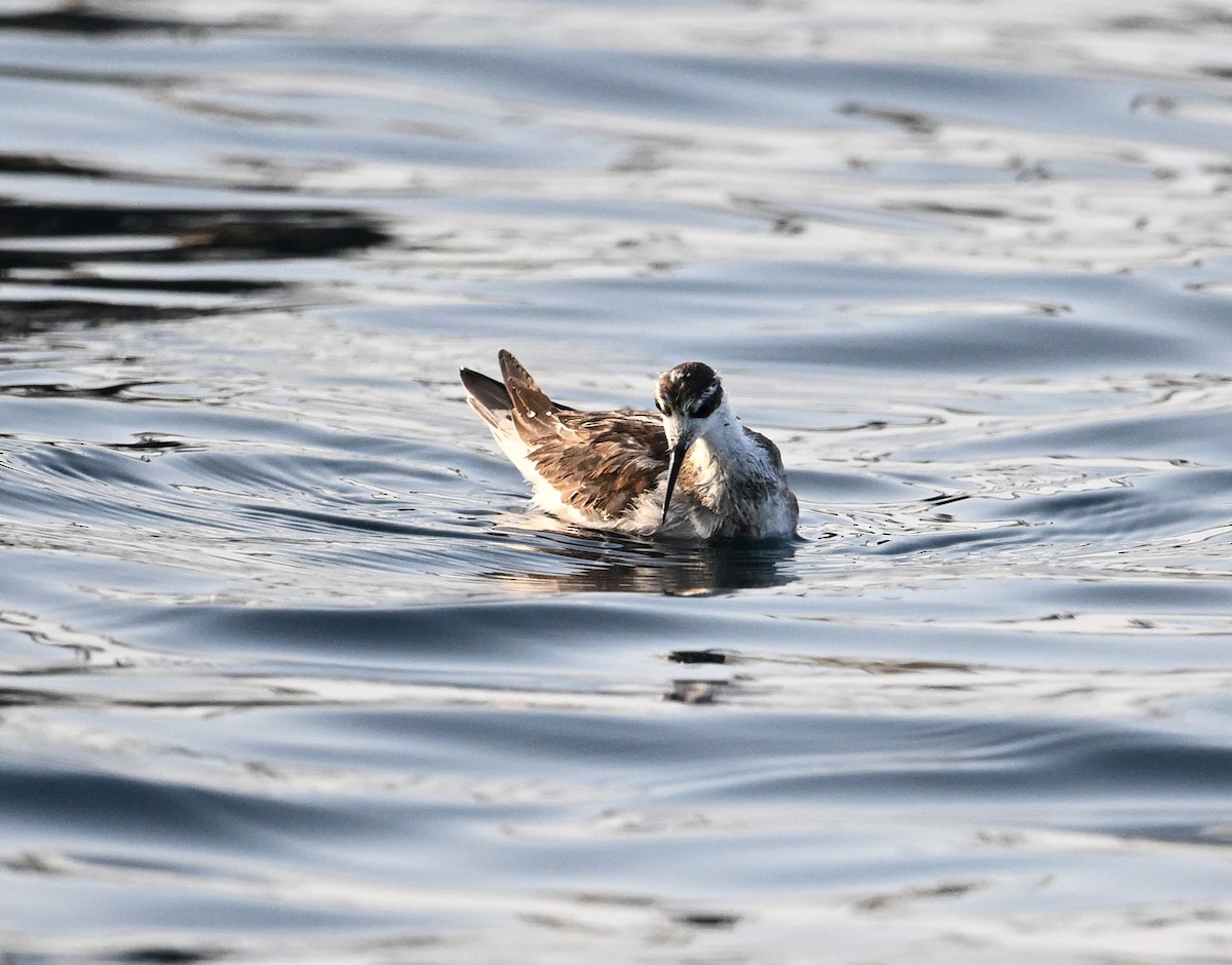 Red-necked Phalarope - ML645467692