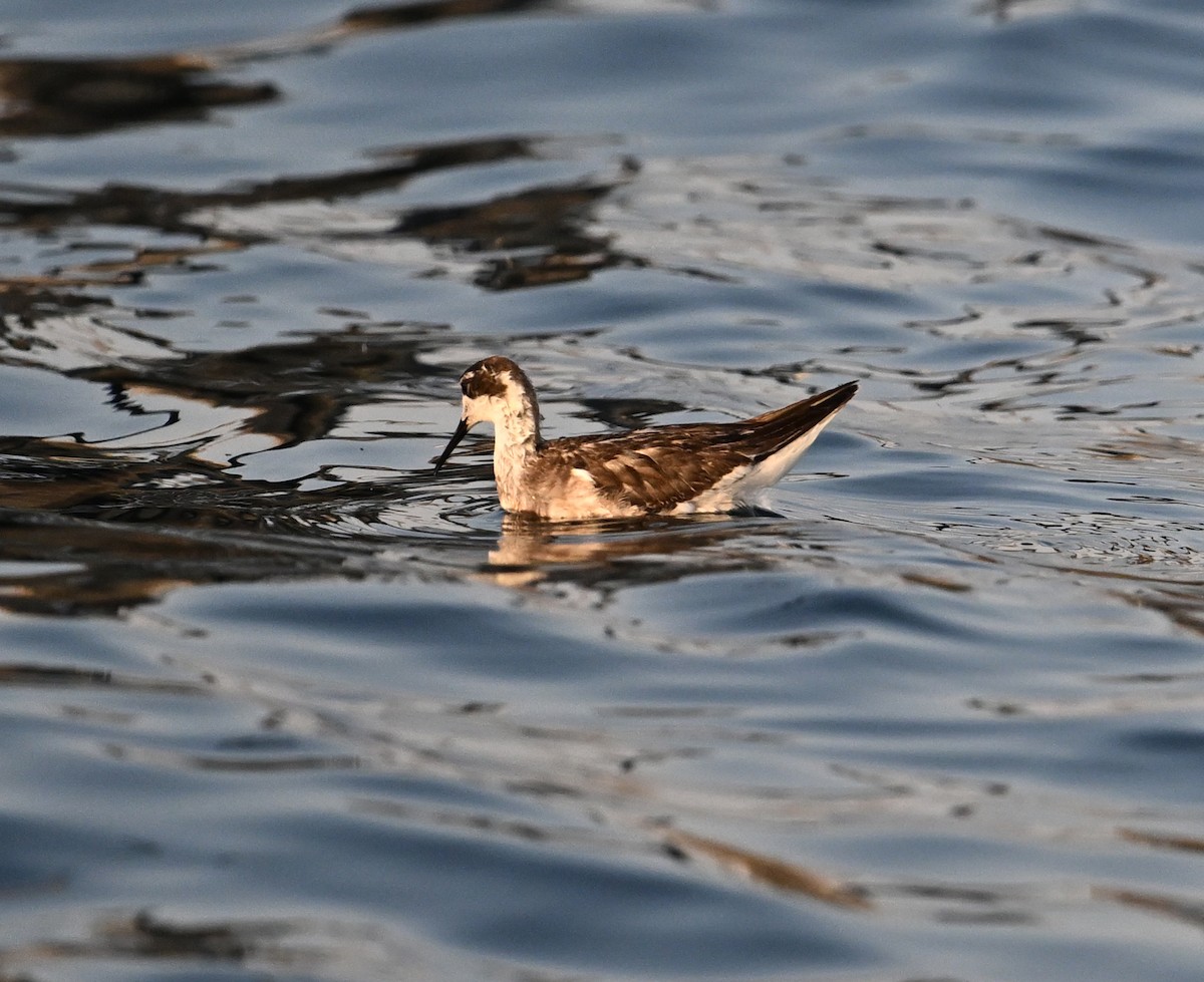 Red-necked Phalarope - ML645467694