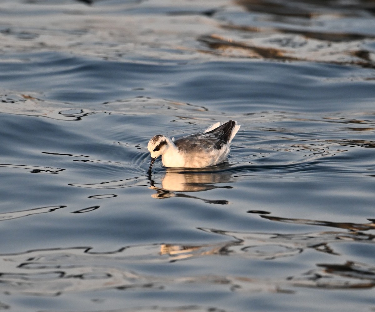 Red-necked Phalarope - ML645467695
