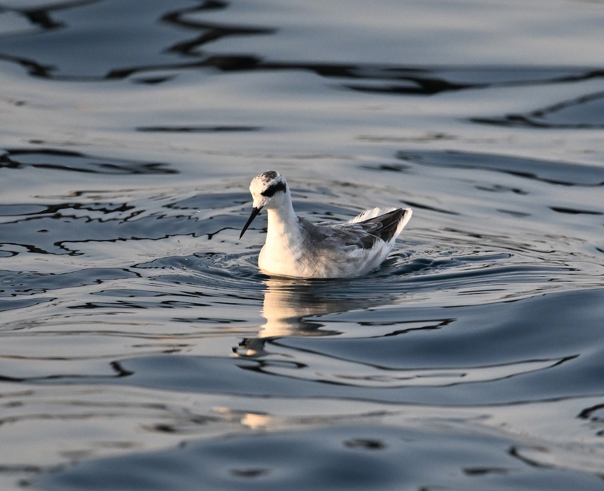 Red-necked Phalarope - ML645467696