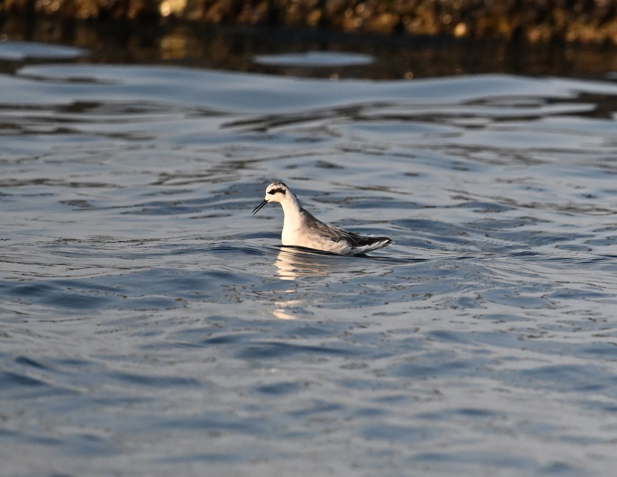 Red-necked Phalarope - ML645467699