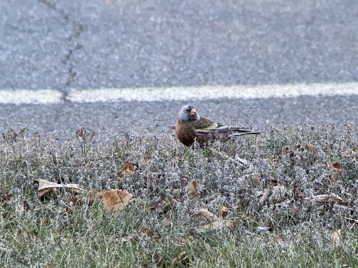 Gray-crowned Rosy-Finch (Hepburn's) - ML645467713