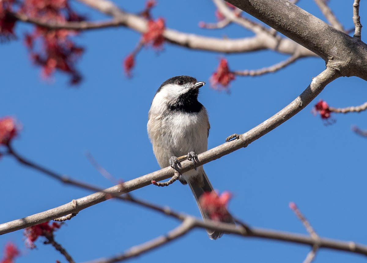 Каролинская гаичка - ML645467716