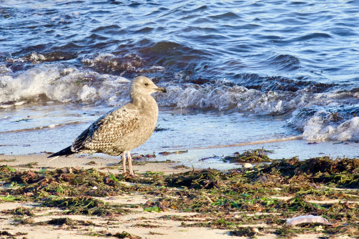 American Herring Gull - ML645467718