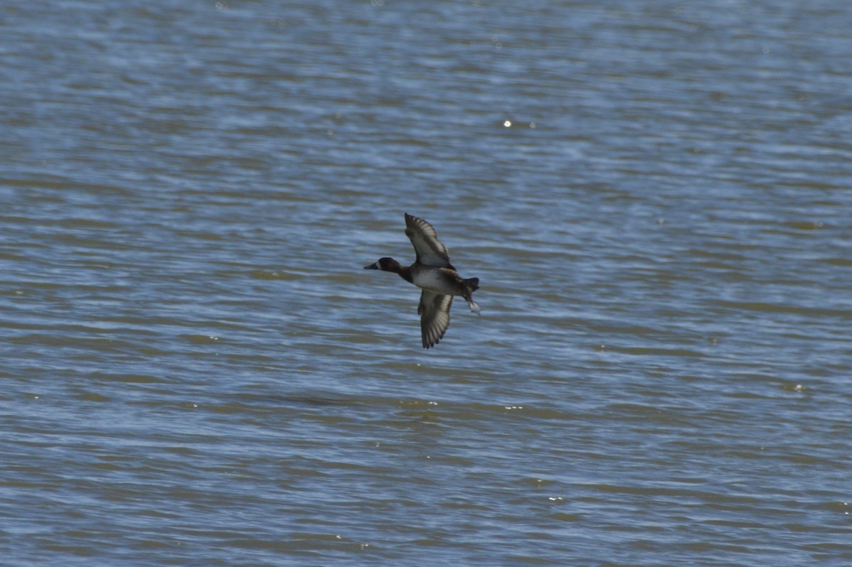 Lesser Scaup - ML645467745