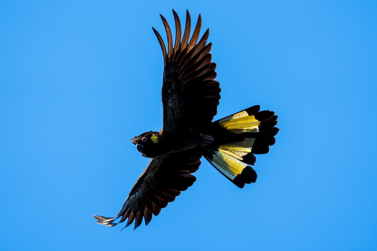 Yellow-tailed Black-Cockatoo - ML645467747