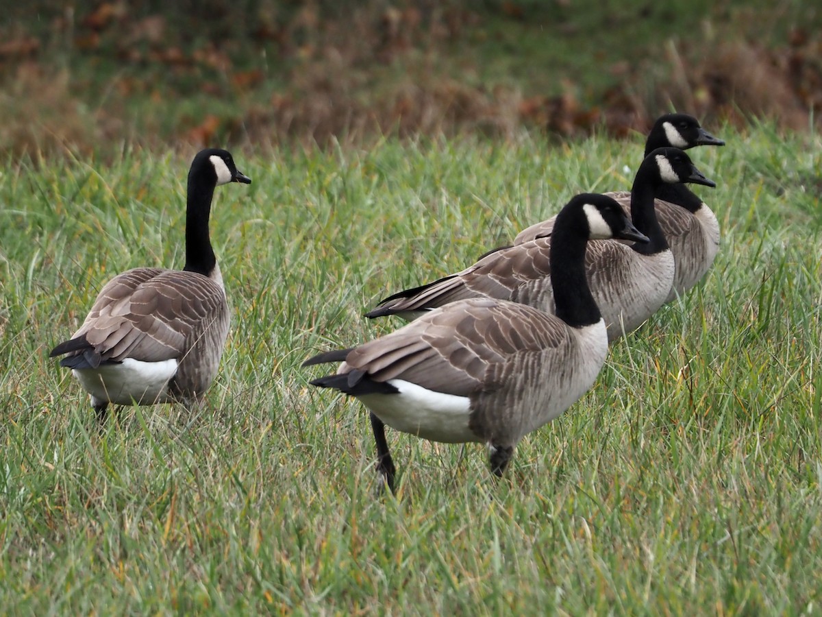 Oca canadese maggiore - ML645467773