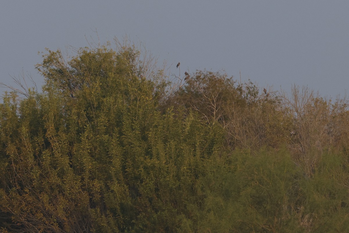 Red-billed Pigeon - ML645467777