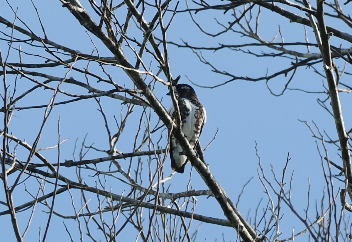 White-browed Purpletuft - ML645467778