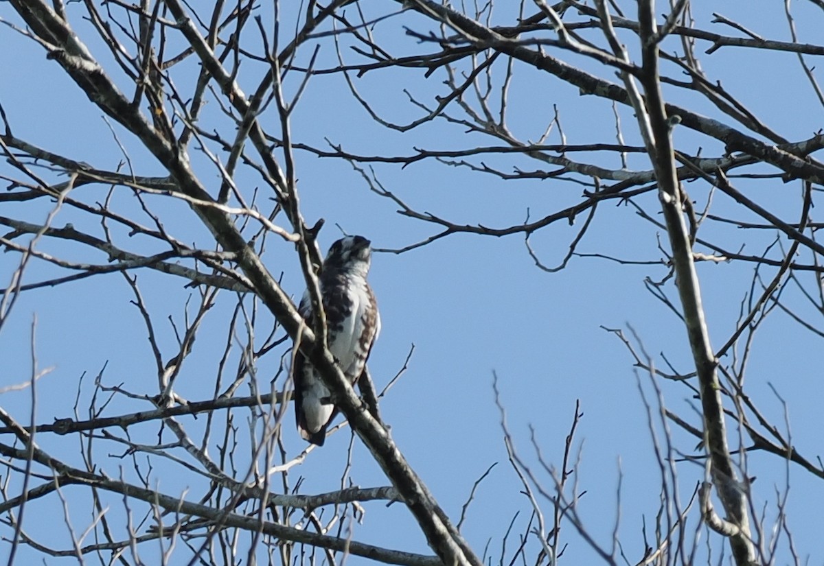 White-browed Purpletuft - ML645467780