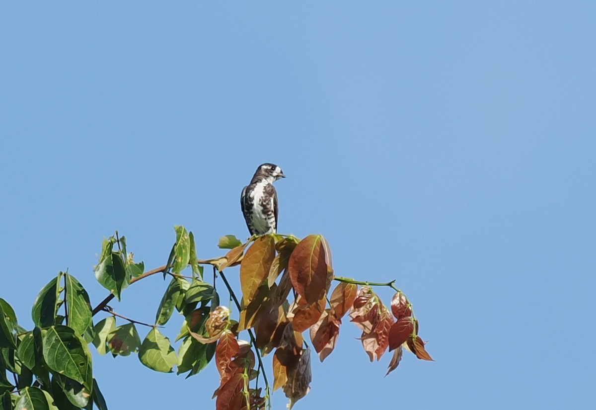 White-browed Purpletuft - ML645467781