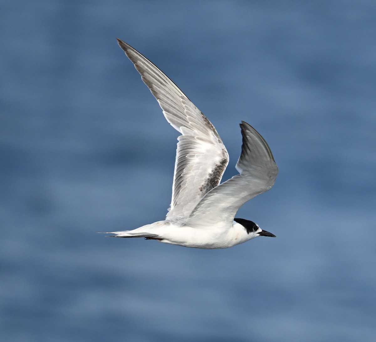 rybák obecný - ML645467789