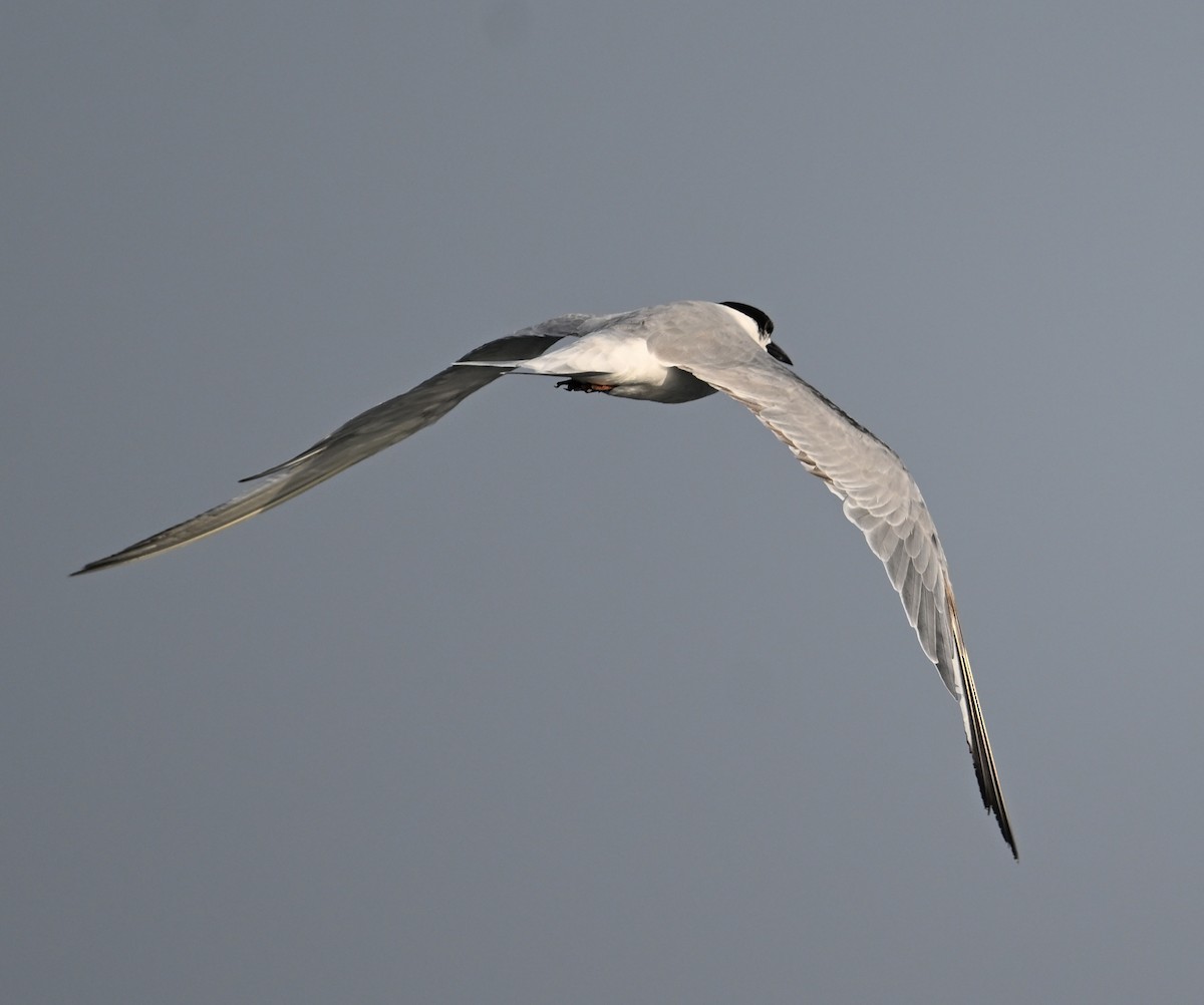 rybák obecný - ML645467790