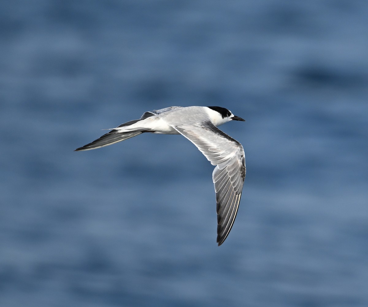 rybák obecný - ML645467791