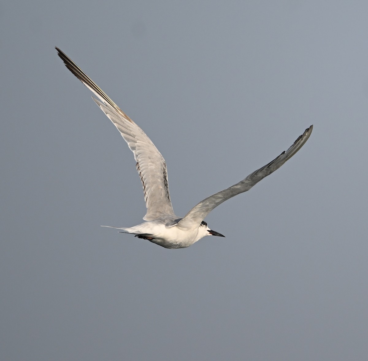 rybák obecný - ML645467793