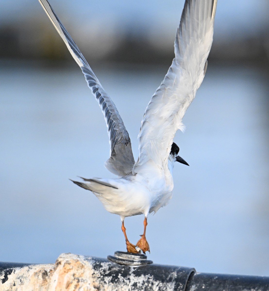 rybák obecný - ML645467795