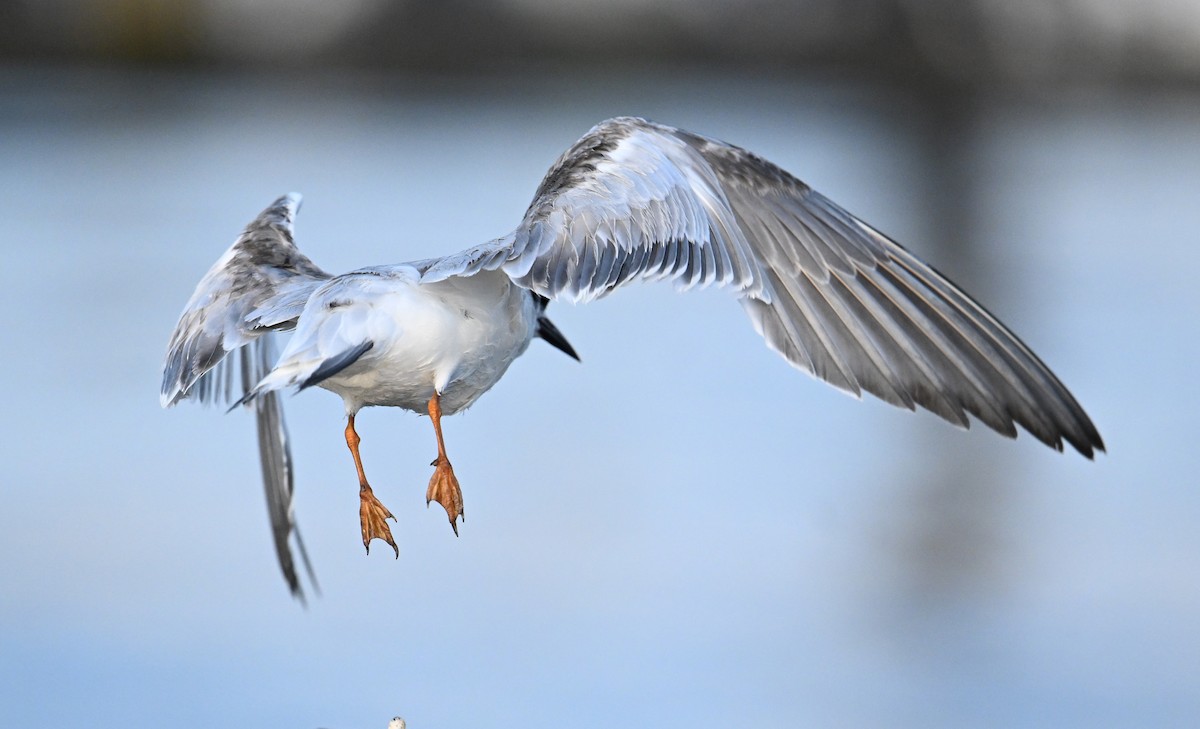 rybák obecný - ML645467796