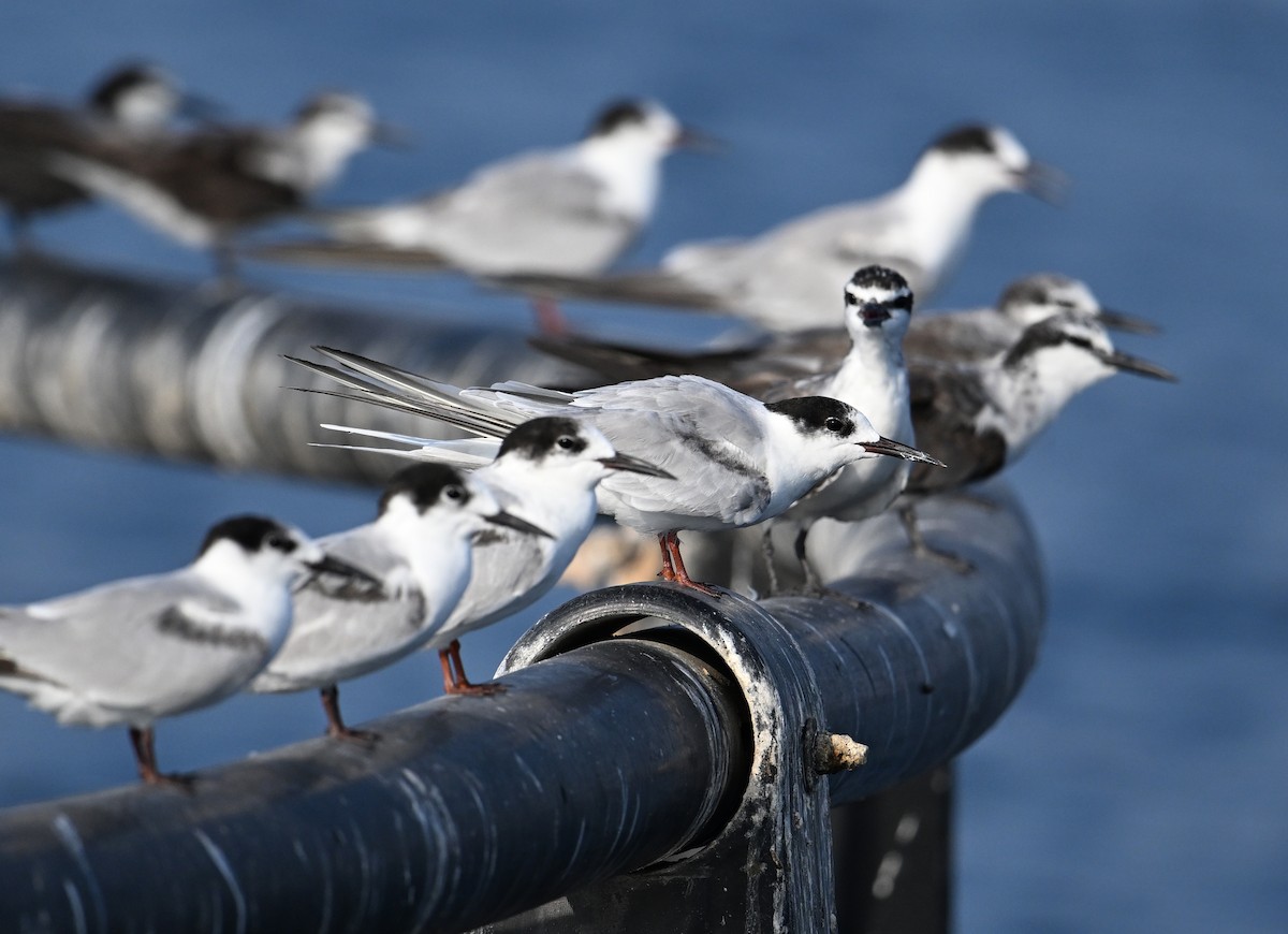 rybák obecný - ML645467799