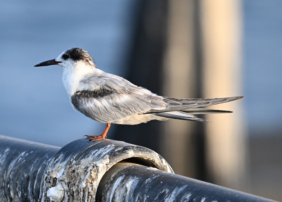 rybák obecný - ML645467800