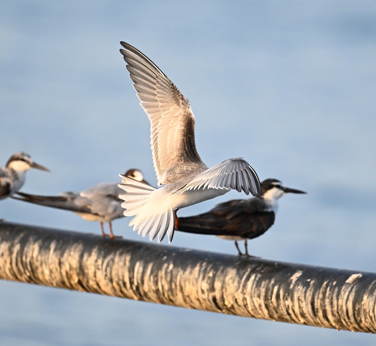 rybák obecný - ML645467801