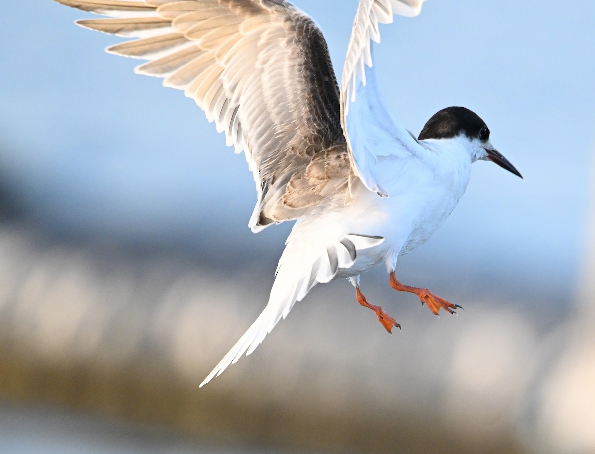 rybák obecný - ML645467802