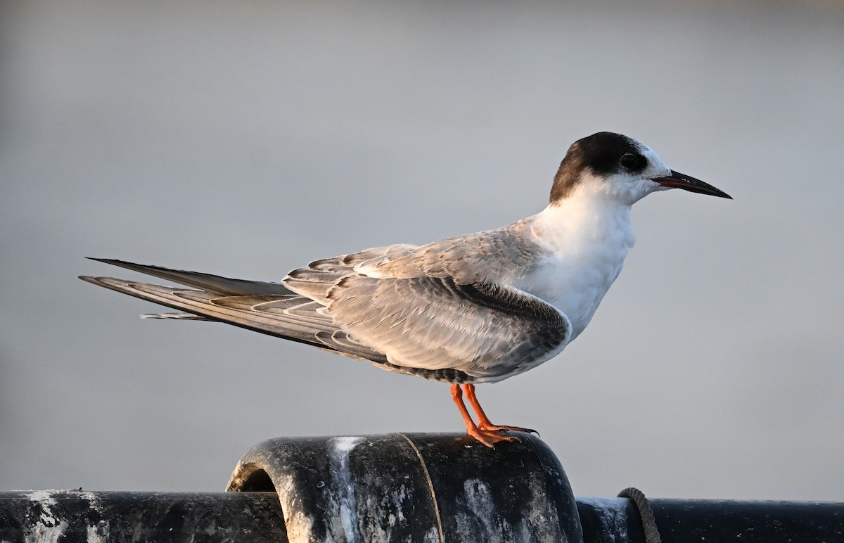 rybák obecný - ML645467803