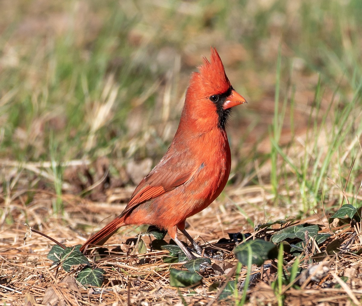 Красный кардинал - ML645467811