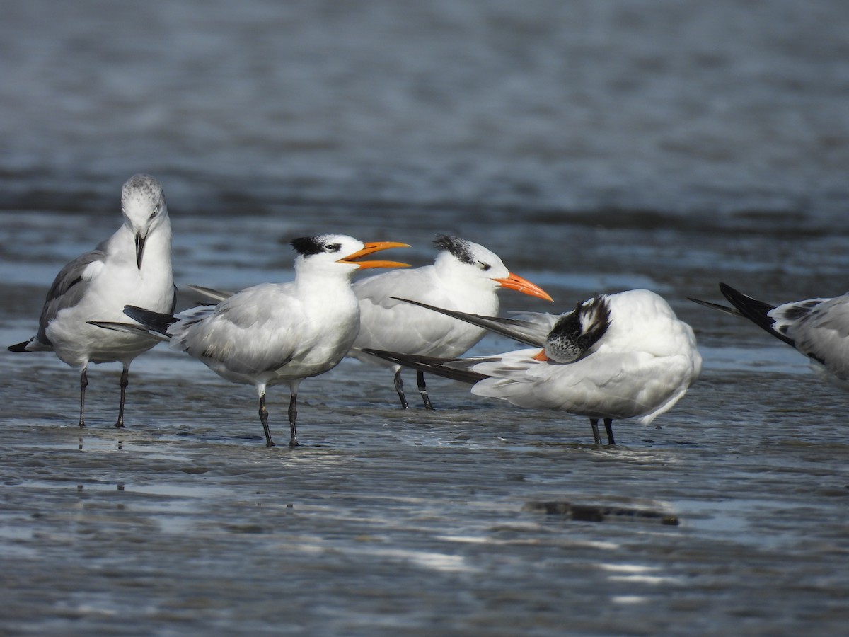 Royal Tern - ML645467812