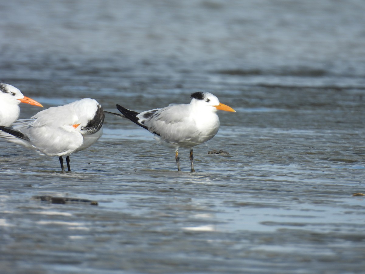 Royal Tern - ML645467813