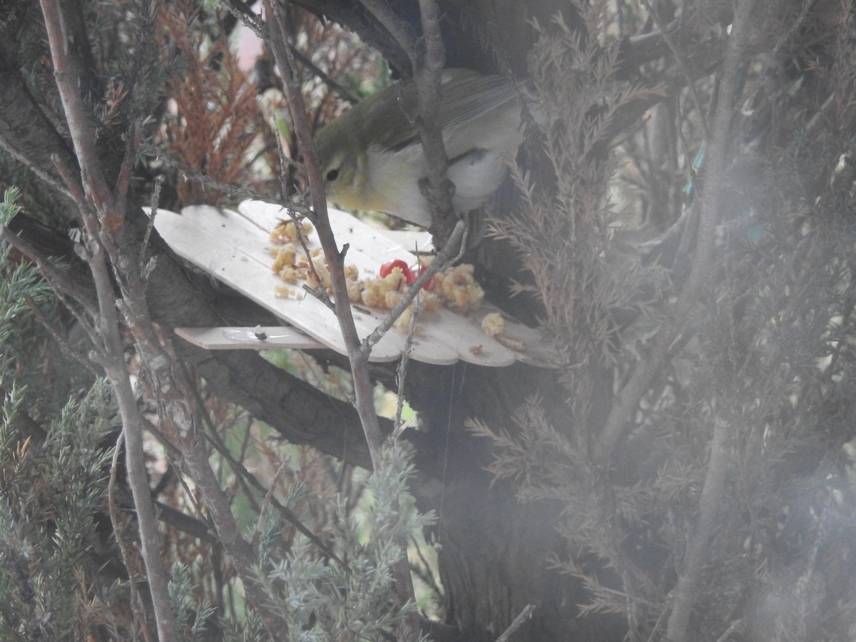 Tennessee Warbler - ML645467840