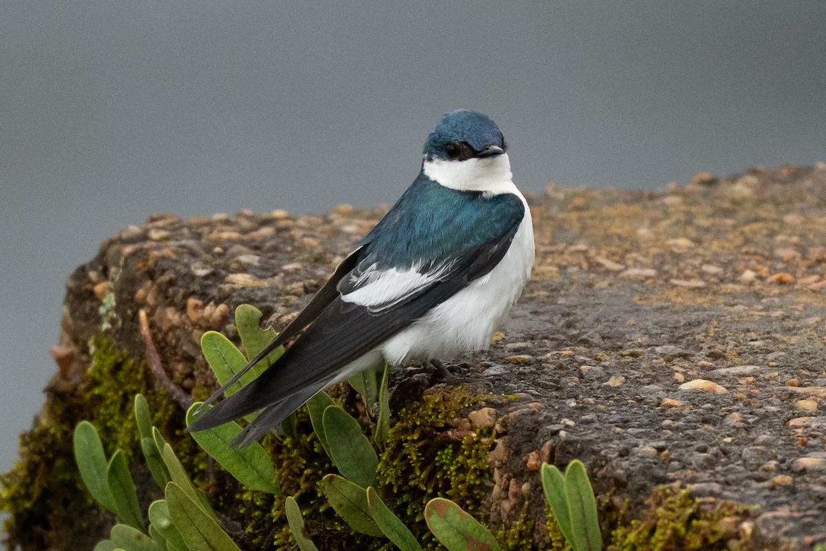 White-winged Swallow - ML645467850