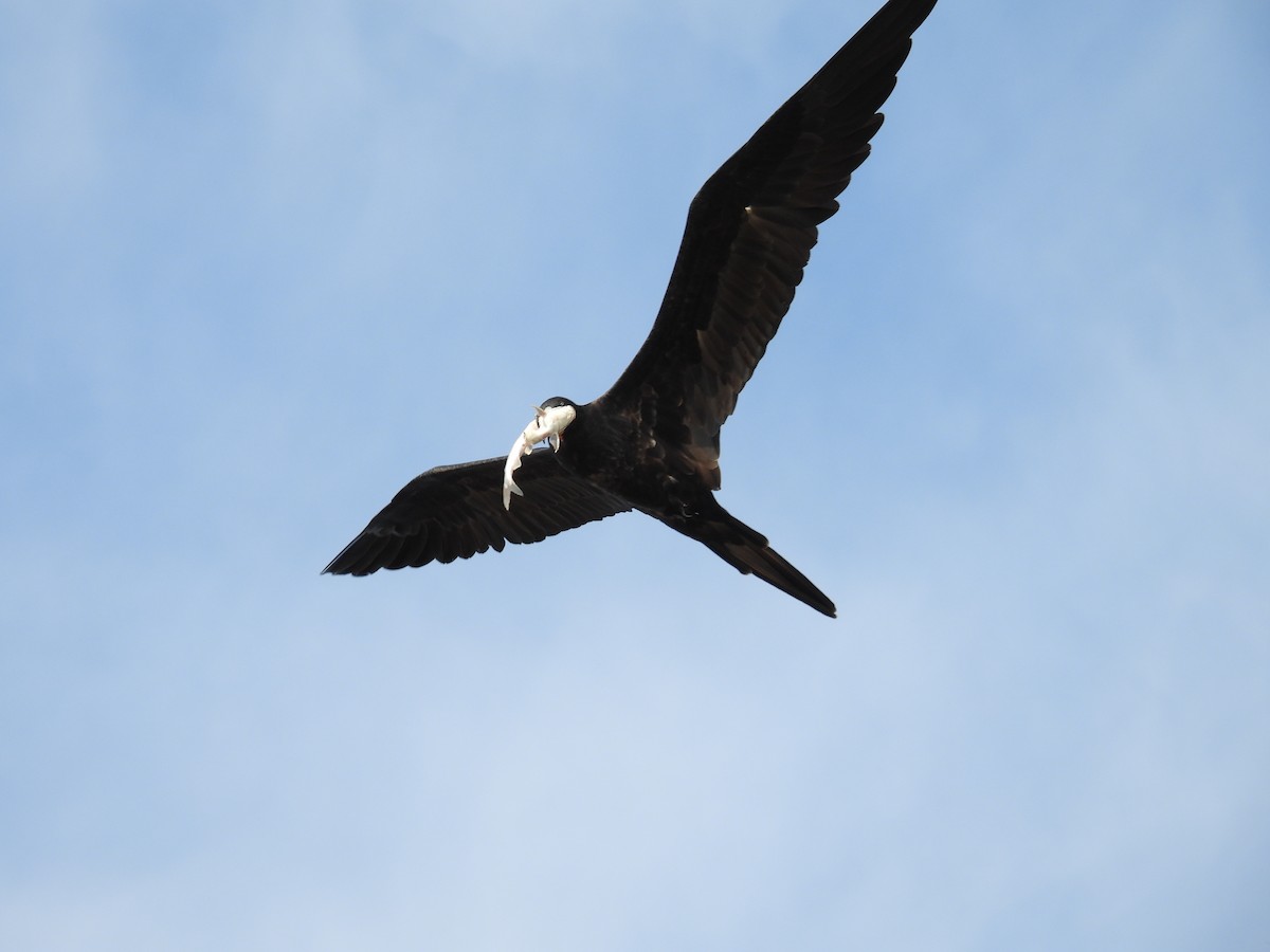 Magnificent Frigatebird - ML645467851