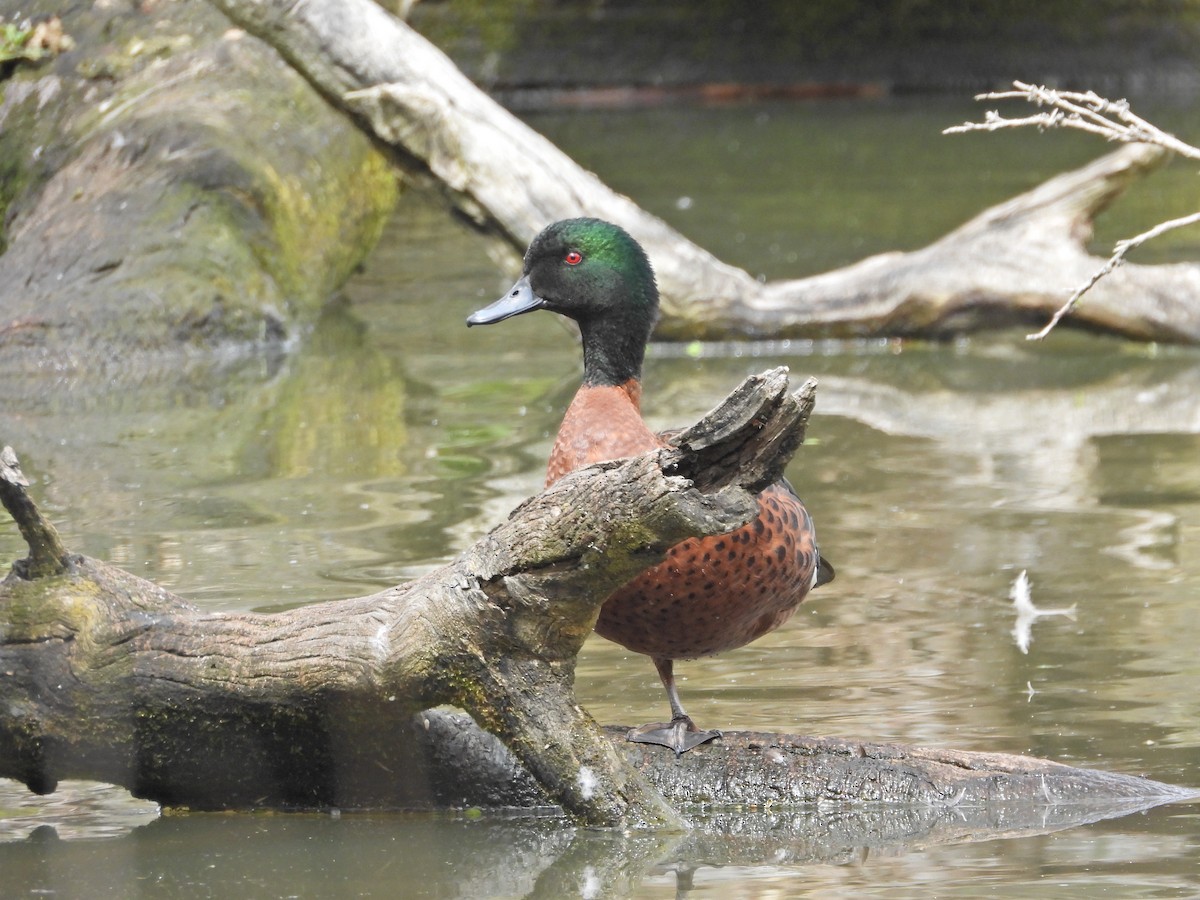 Chestnut Teal - ML645467852