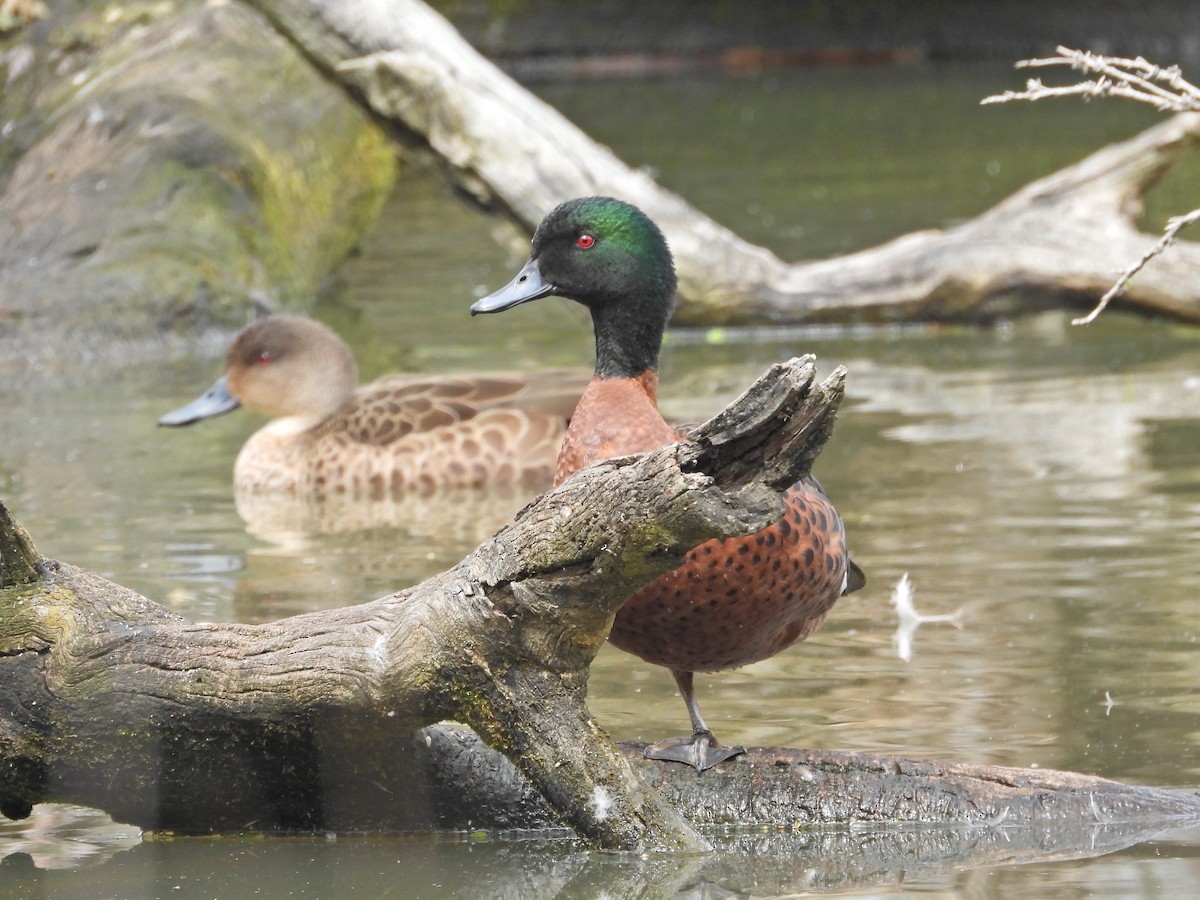 Chestnut Teal - ML645467859