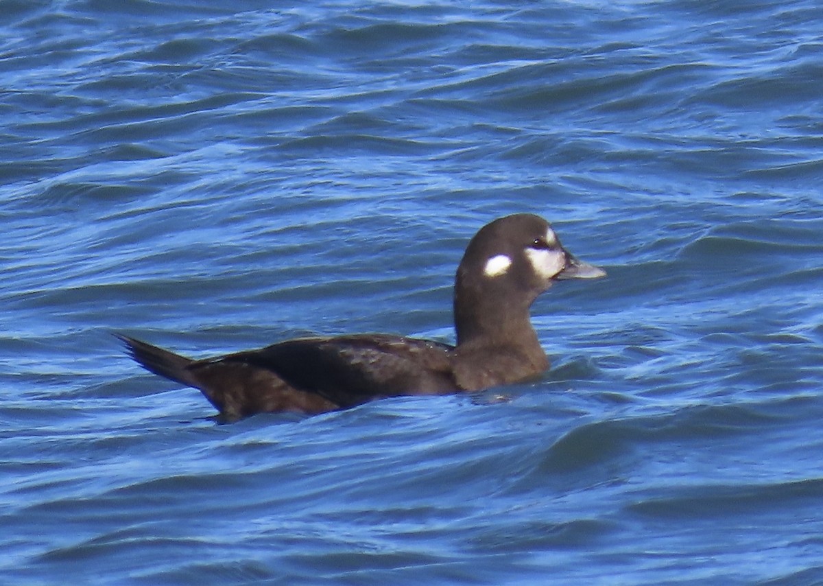 Ahate arlekina - ML645467886