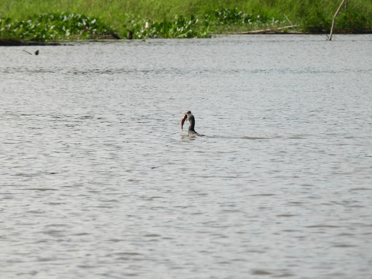 Neotropic Cormorant - ML645467888