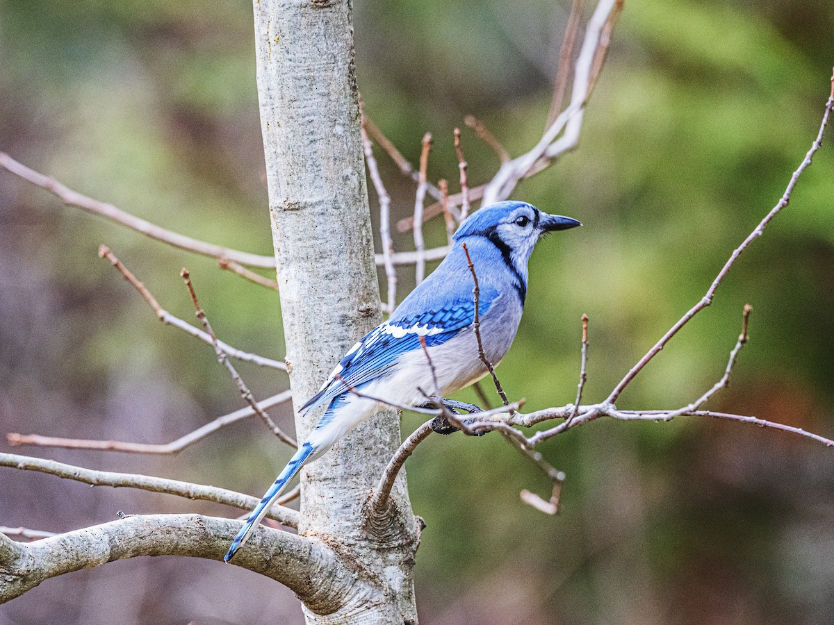 Сизойка блакитна - ML645467901