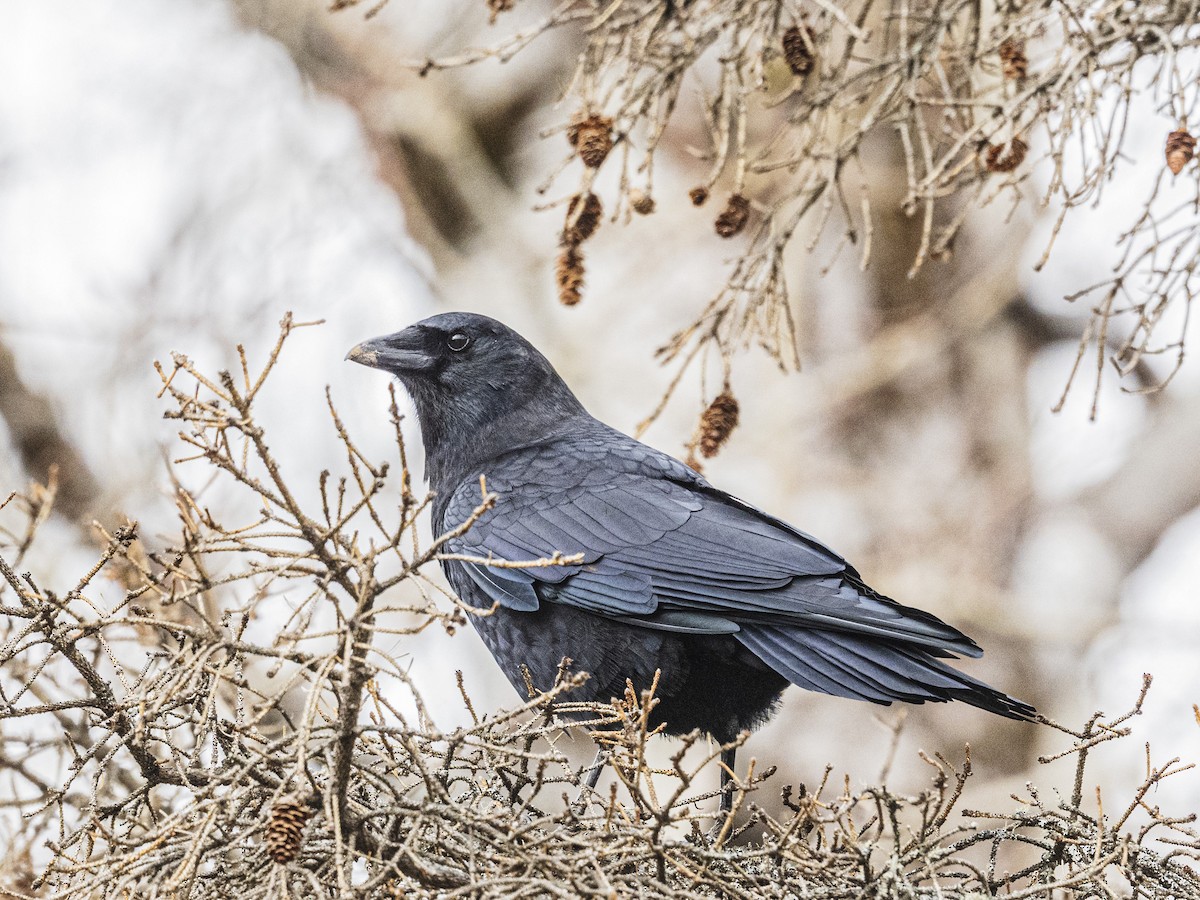 American Crow - ML645467917