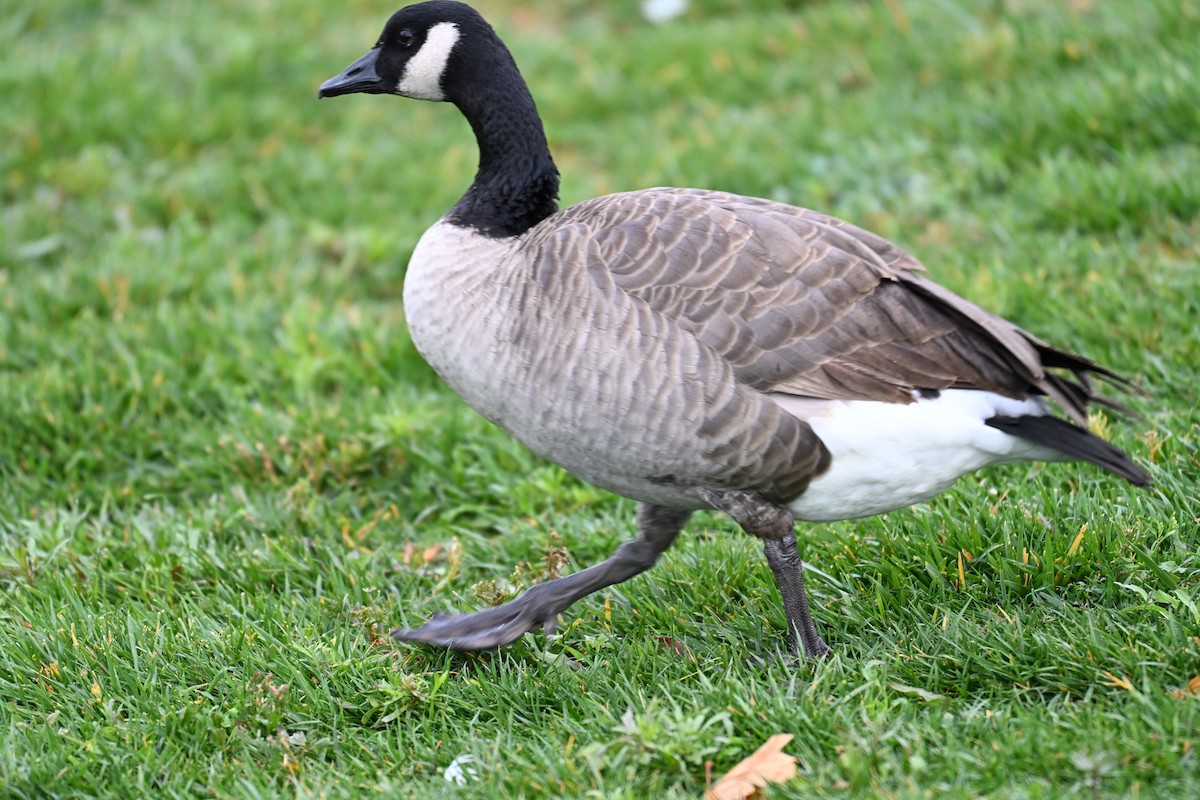 Oca canadese maggiore - ML645467918