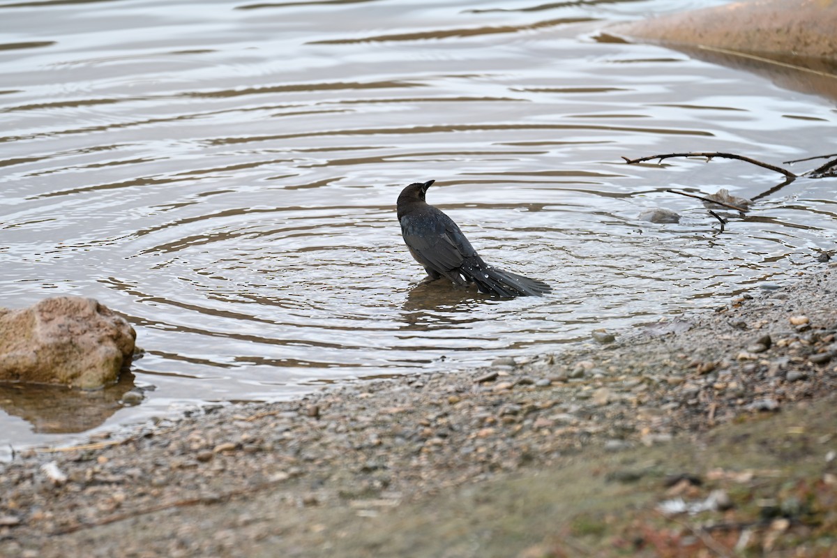 Great-tailed Grackle - ML645467931