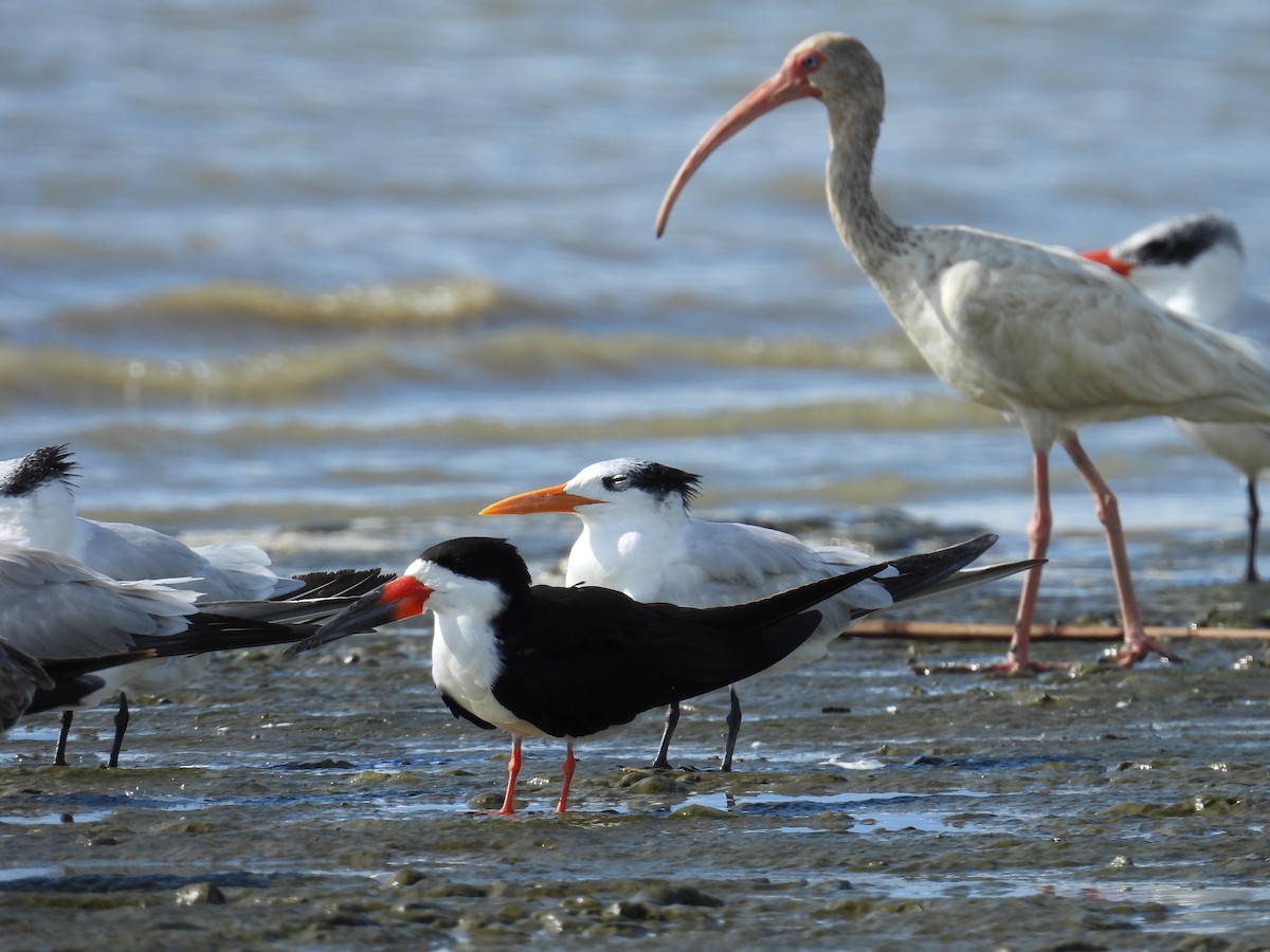 White Ibis - ML645467932