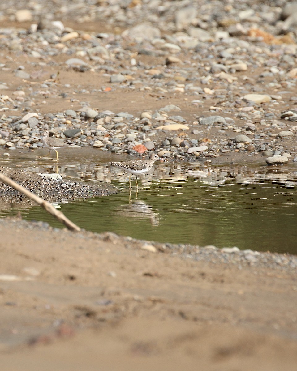 Solitary Sandpiper - ML645467941