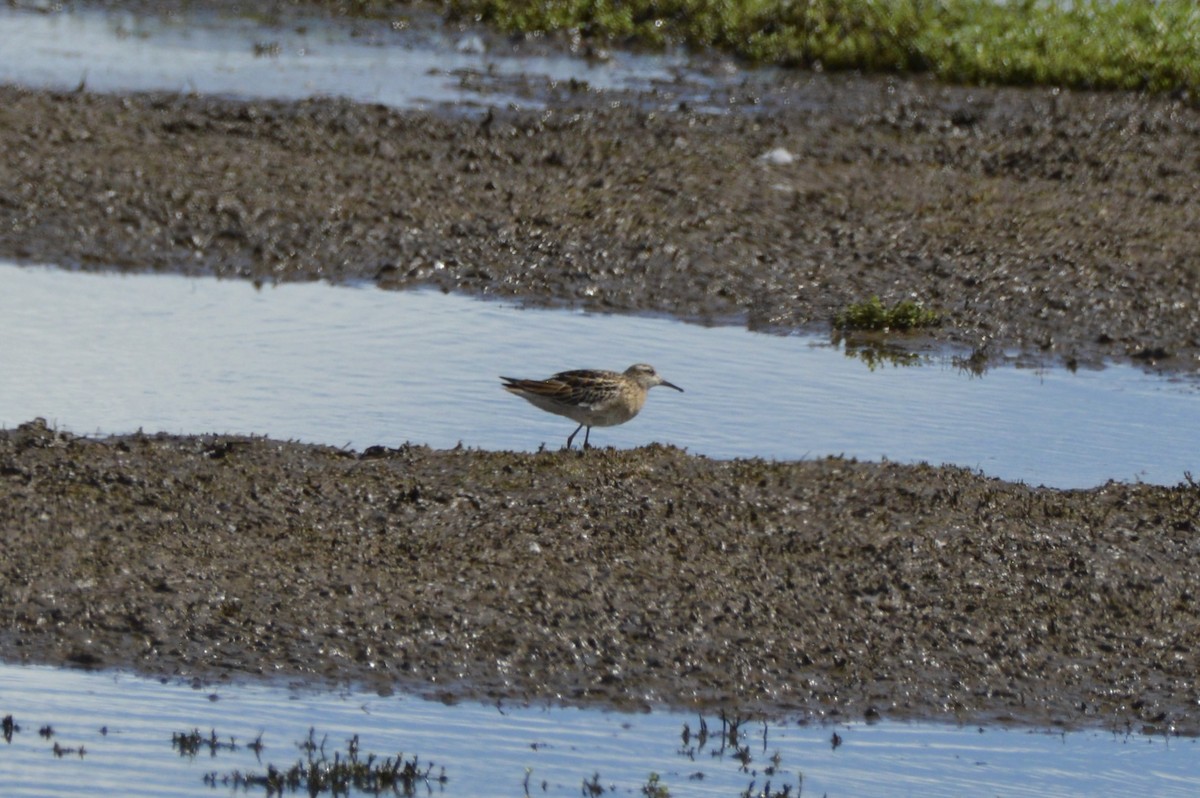Sharp-tailed Sandpiper - ML645467947