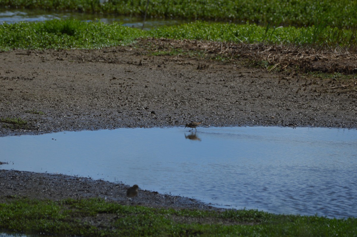 Sharp-tailed Sandpiper - ML645467948