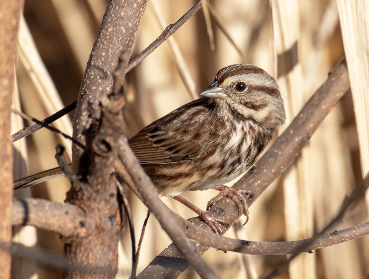 Певчая овсянка - ML645467953