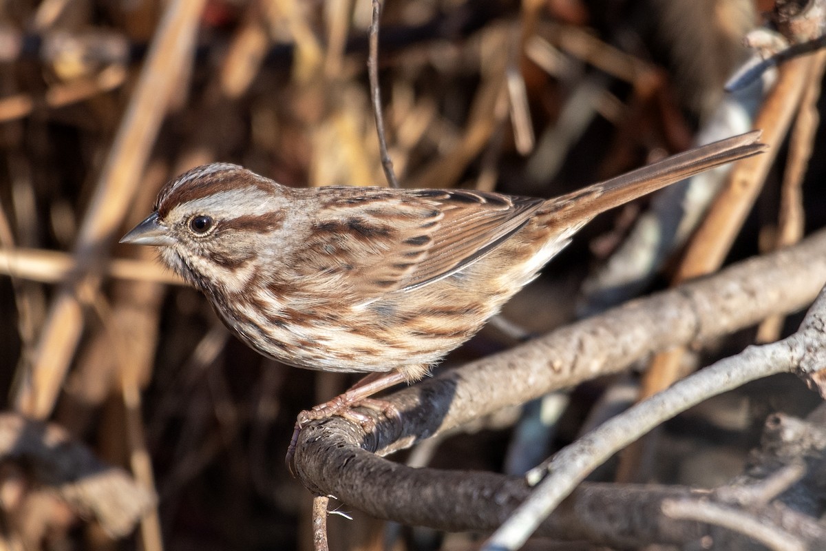 Певчая овсянка - ML645467954