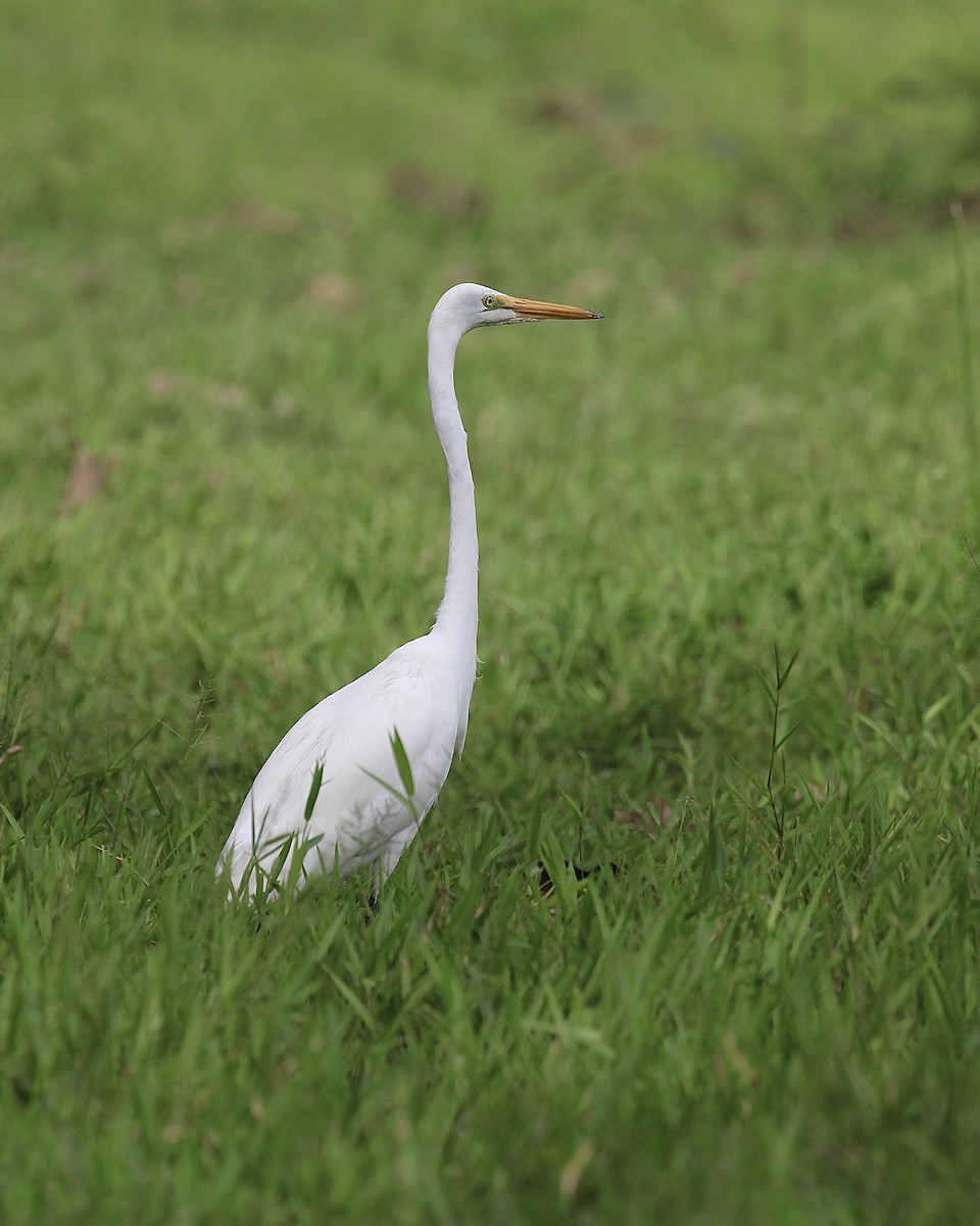 Great Egret - ML645467955