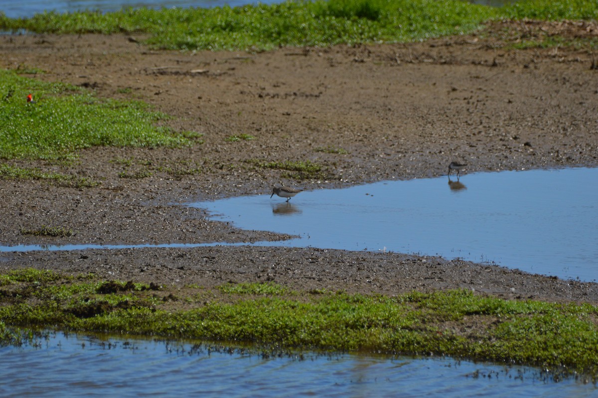 Dunlin - ML645467960
